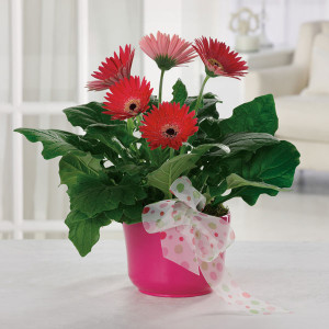 Gerbera Plant